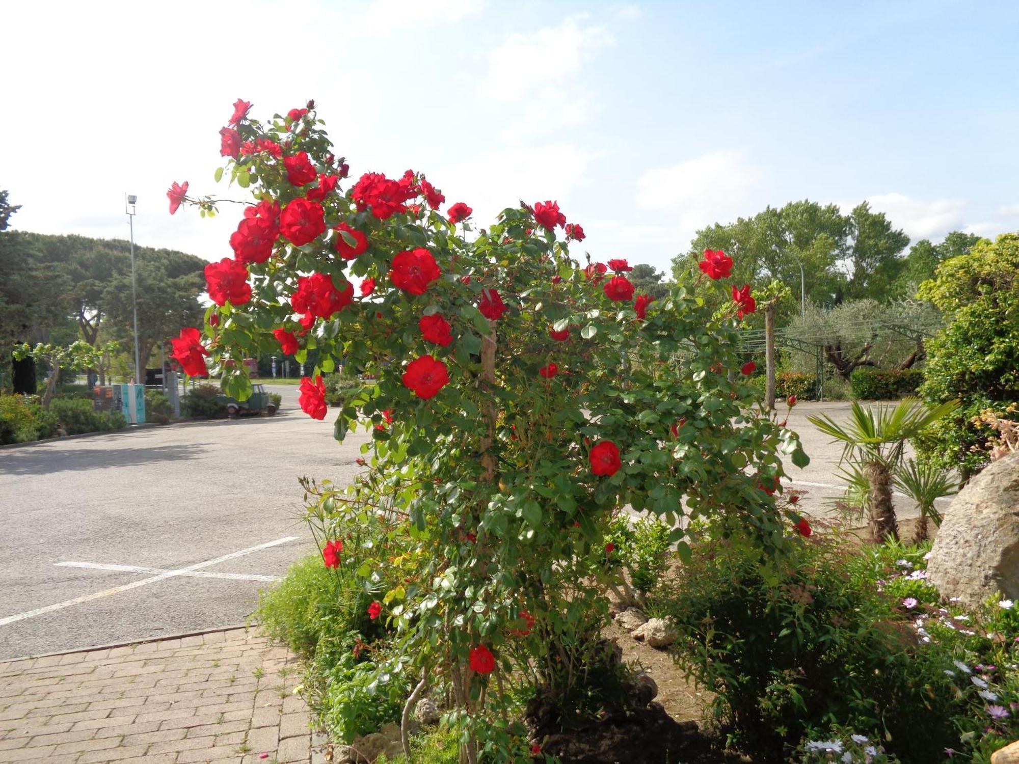 Hotel Rosati Chiusi Bagian luar foto